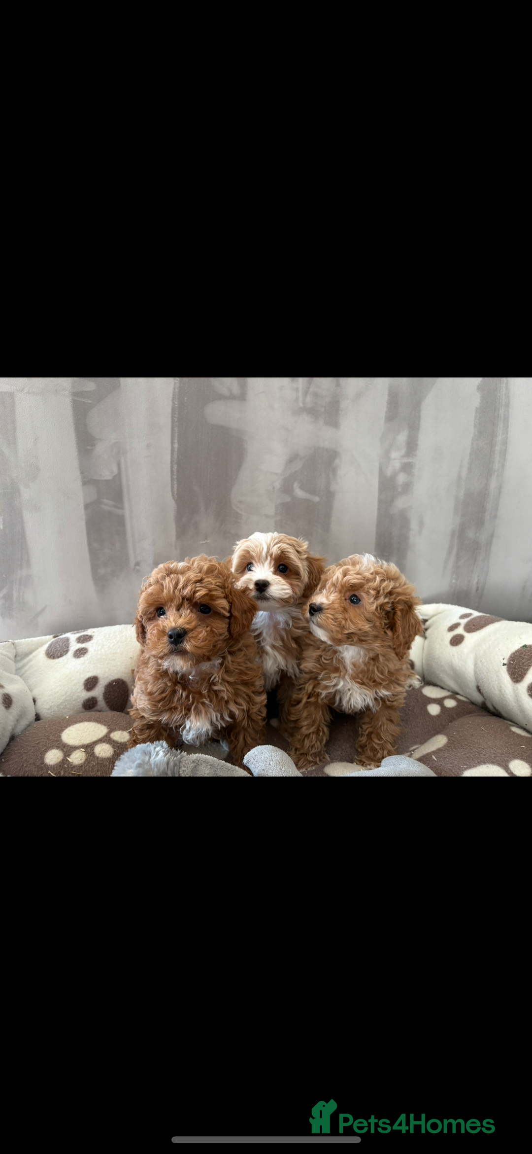 Maltipoo dogs for sale: Toy Maltipoo puppies for sale - Image 3
