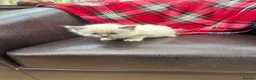 Ragdoll cats for sale: Ragdoll seal point kittens - Advert 4