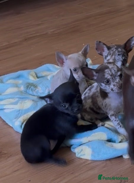 Chihuahua dogs 2 left! Ready!  chihuahua pups - Advert 4
