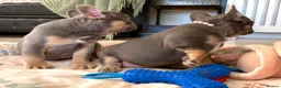 French Bulldog dogs for sale: 2 LEFT!! TOP QUALITY FRENCH BULLDOG PUPPIES - Advert 24