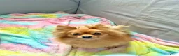 Pomeranian dogs for sale: Pomeranian Puppies - Advert 13