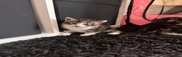 Mixed Breed cats for sale: 4 Adorable Kittens Looking For Forever Homes - Advert 4