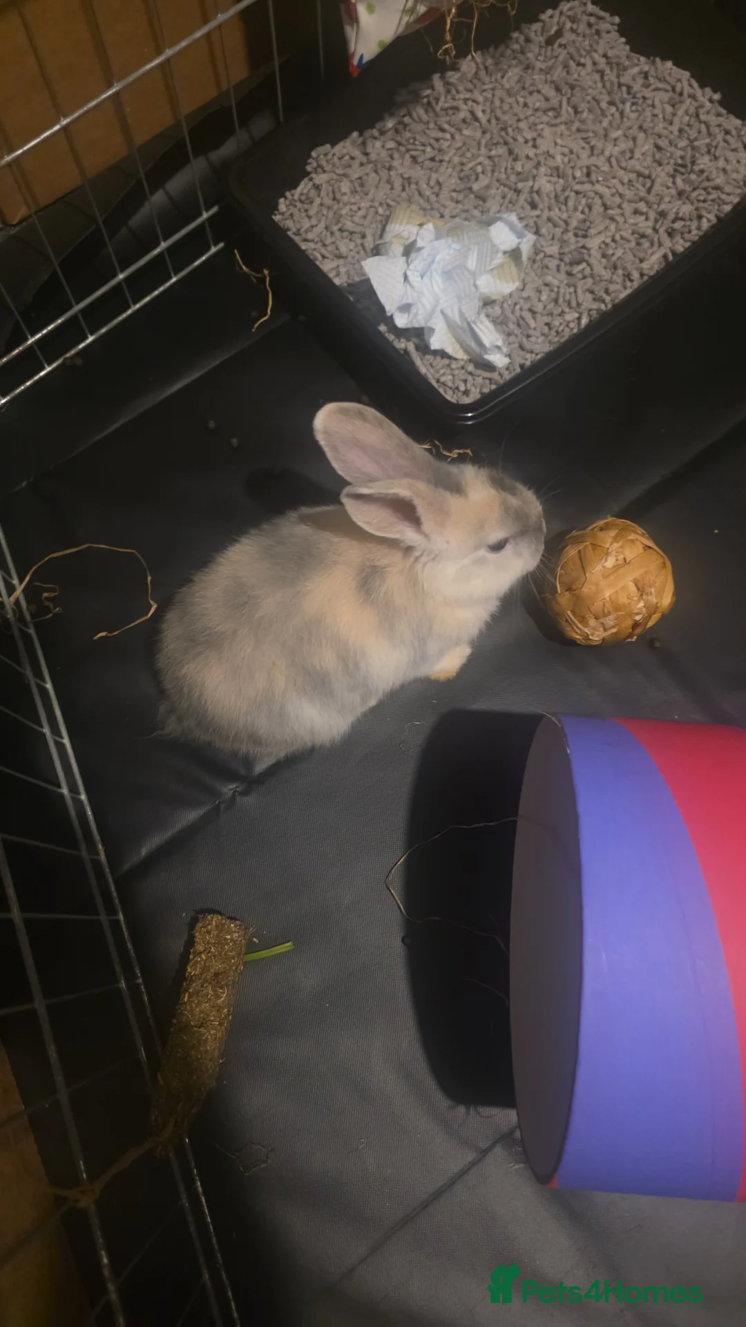 Mini Lop rabbits for sale: Mini lop male beautiful rabbit 10 weeks old  - Advert 5