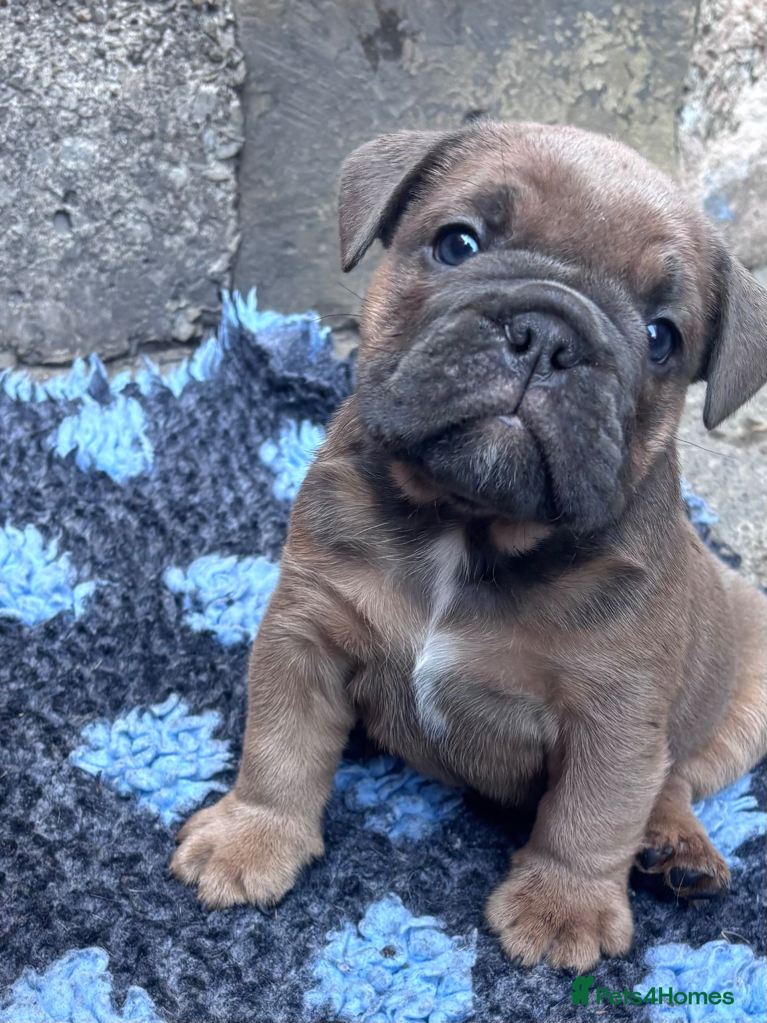 English Bulldog dogs Last girl 🩷English bulldogs puppies  - Advert 17