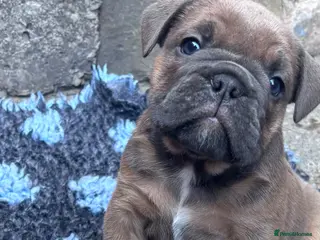 English Bulldog dogs Last girl 🩷English bulldogs puppies - Advert 17