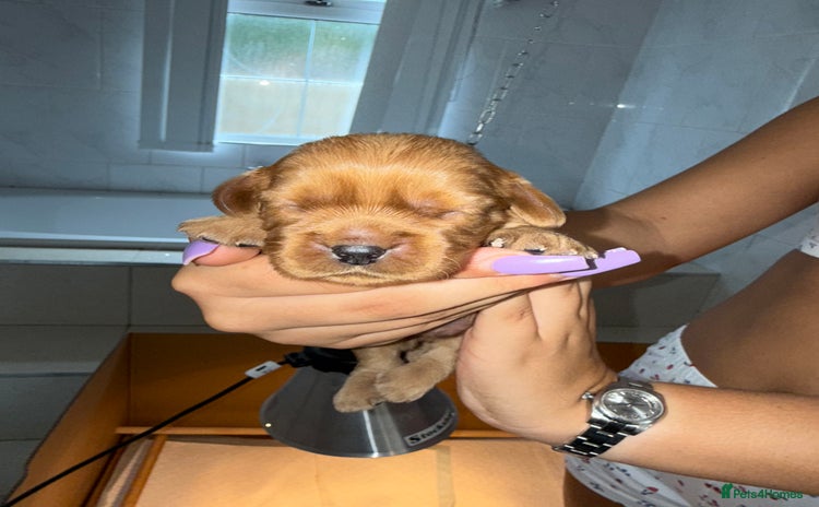 Cavalier King Charles Spaniel dogs - Advert 15
