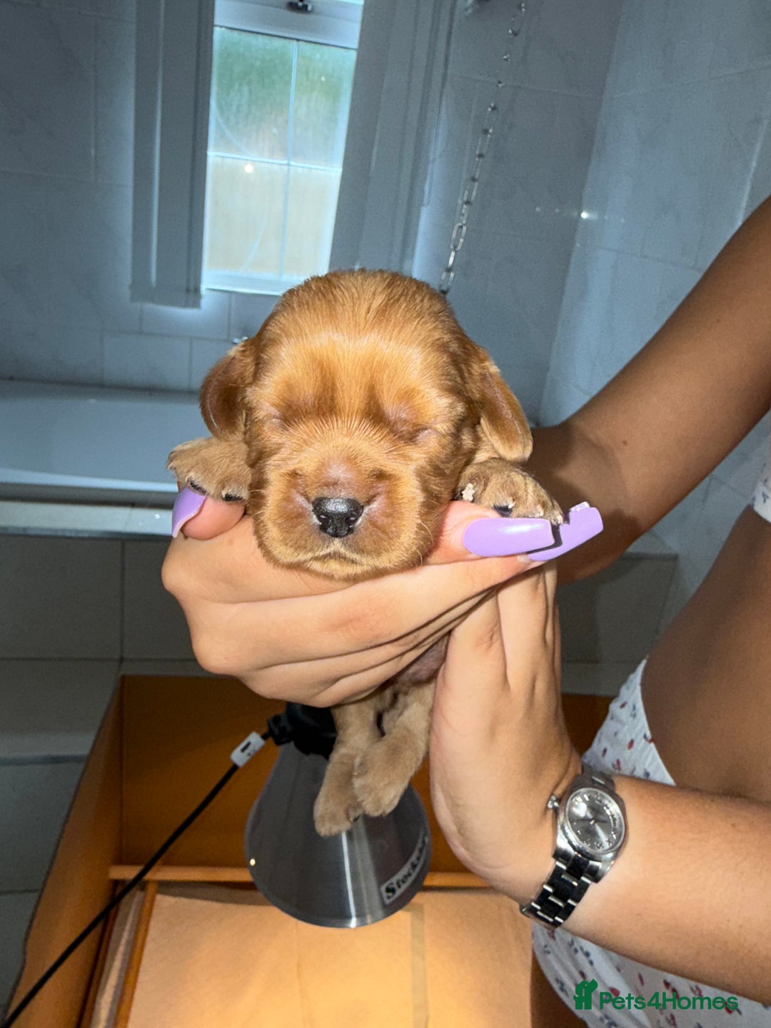 Cavalier King Charles Spaniel dogs for sale: Ruby red Cavalier King Charles - Image 1