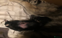 Mixed Breed dogs for sale: Keeshond/retriever cross Collie Pups - Image 8