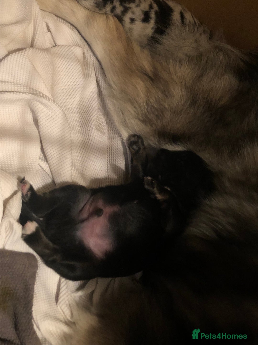 Mixed Breed dogs for sale: Keeshond/retriever cross Collie Pups - Image 8