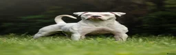 American Bulldog dogs for sale: NEBBR American Bulldog Puppies.  - Advert 3