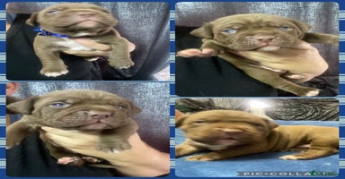 Mixed Breed dogs - Advert 2
