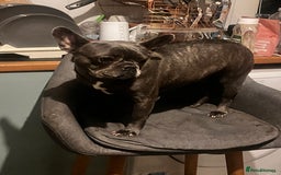 French Bulldog dogs for sale: Frenchie - Image 1