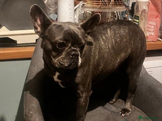 French Bulldog dogs - Advert 13