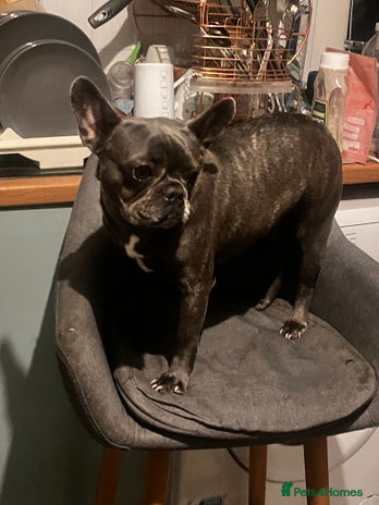 French Bulldog dogs - Advert 9