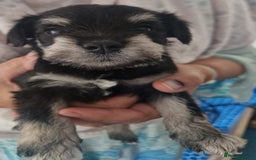 Miniature Schnauzer dogs for sale:  🌟 Adorable Miniature Schnauzer Puppies  - Image 8