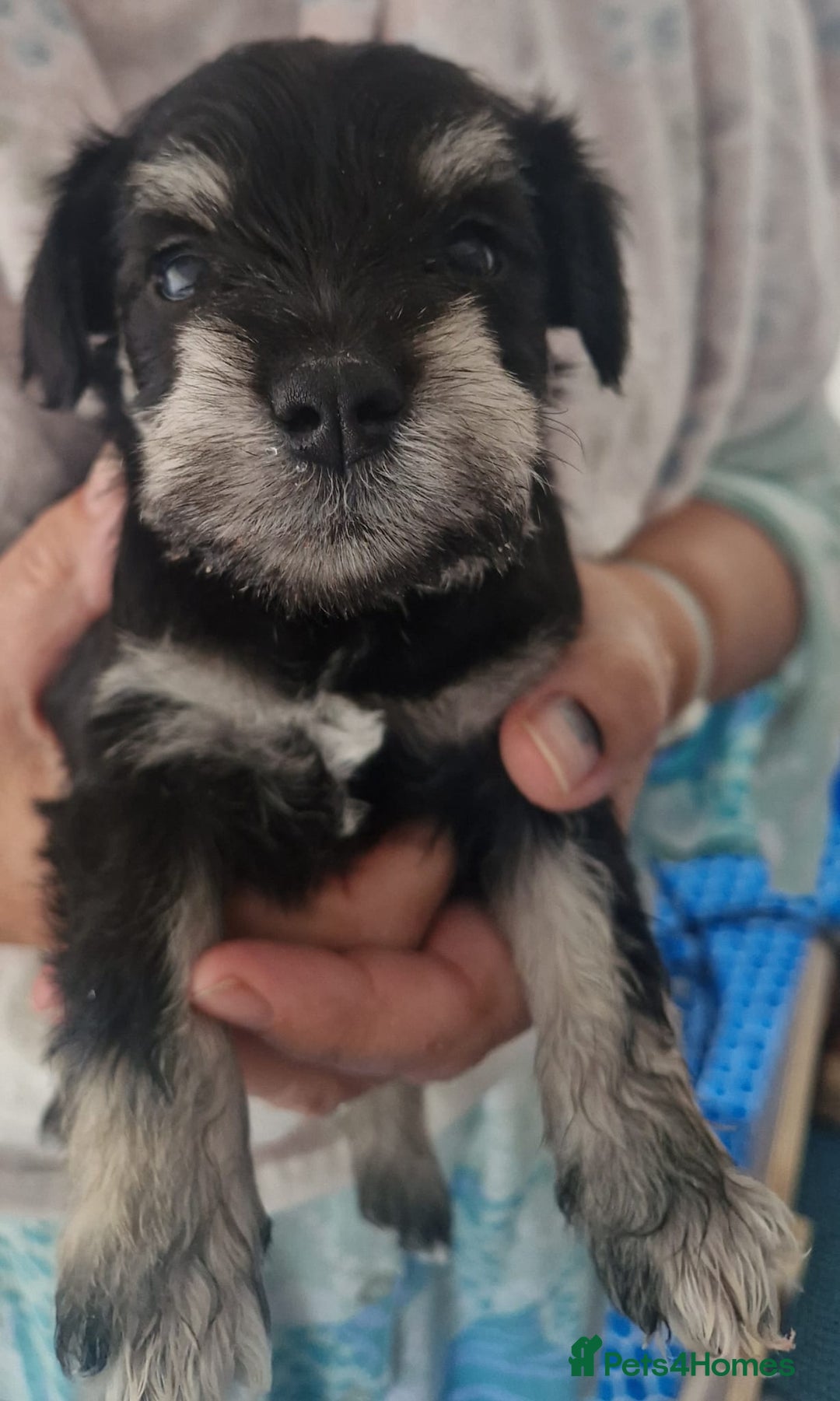 Miniature Schnauzer dogs for sale:  🌟 Adorable Miniature Schnauzer Puppies  - Image 8