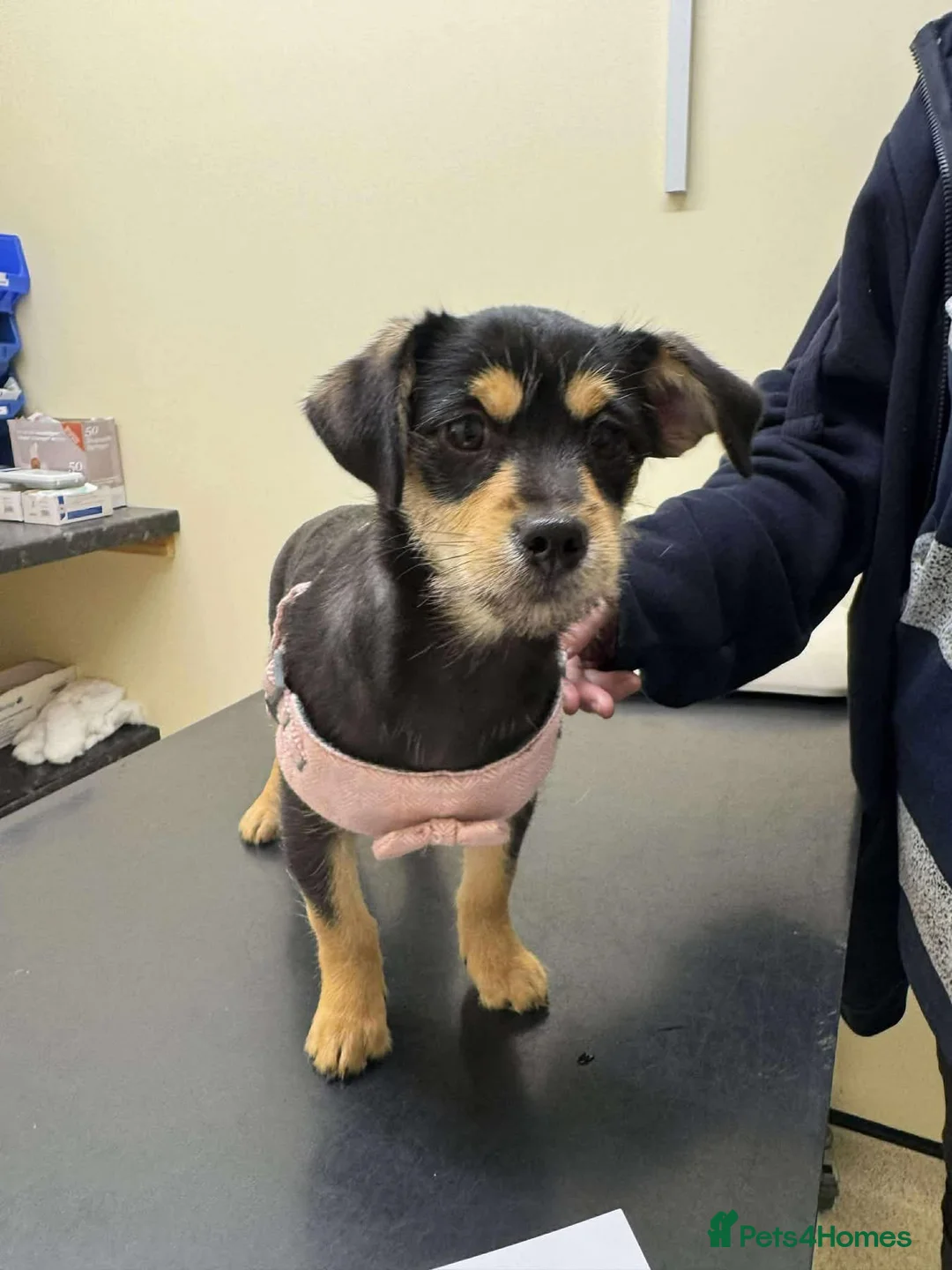 Mixed Breed dogs for adoption: Robin - Hingham Norfolk  - Advert 2