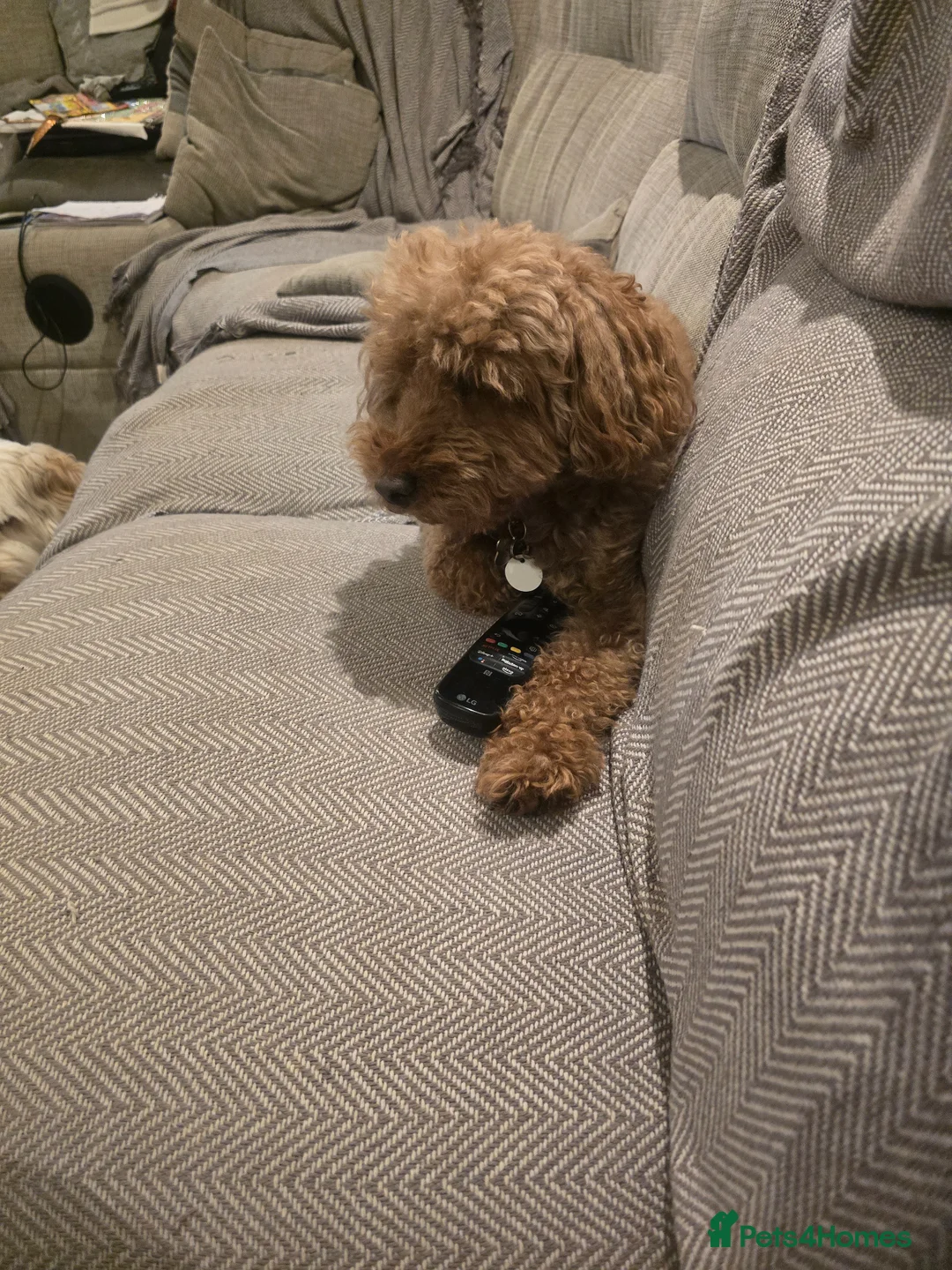 Toy Poodle dogs for stud: Toy poodle up for stud in Doncaster - Advert 1