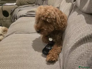 Toy Poodle dogs Toy poodle up for stud - Advert 2