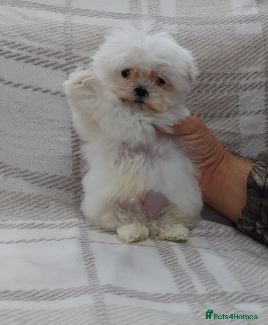 Maltese dogs for sale: Maltese puppies  - Advert 7