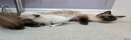 Ragdoll cats for sale: Beautiful Ragdolls - Advert 11