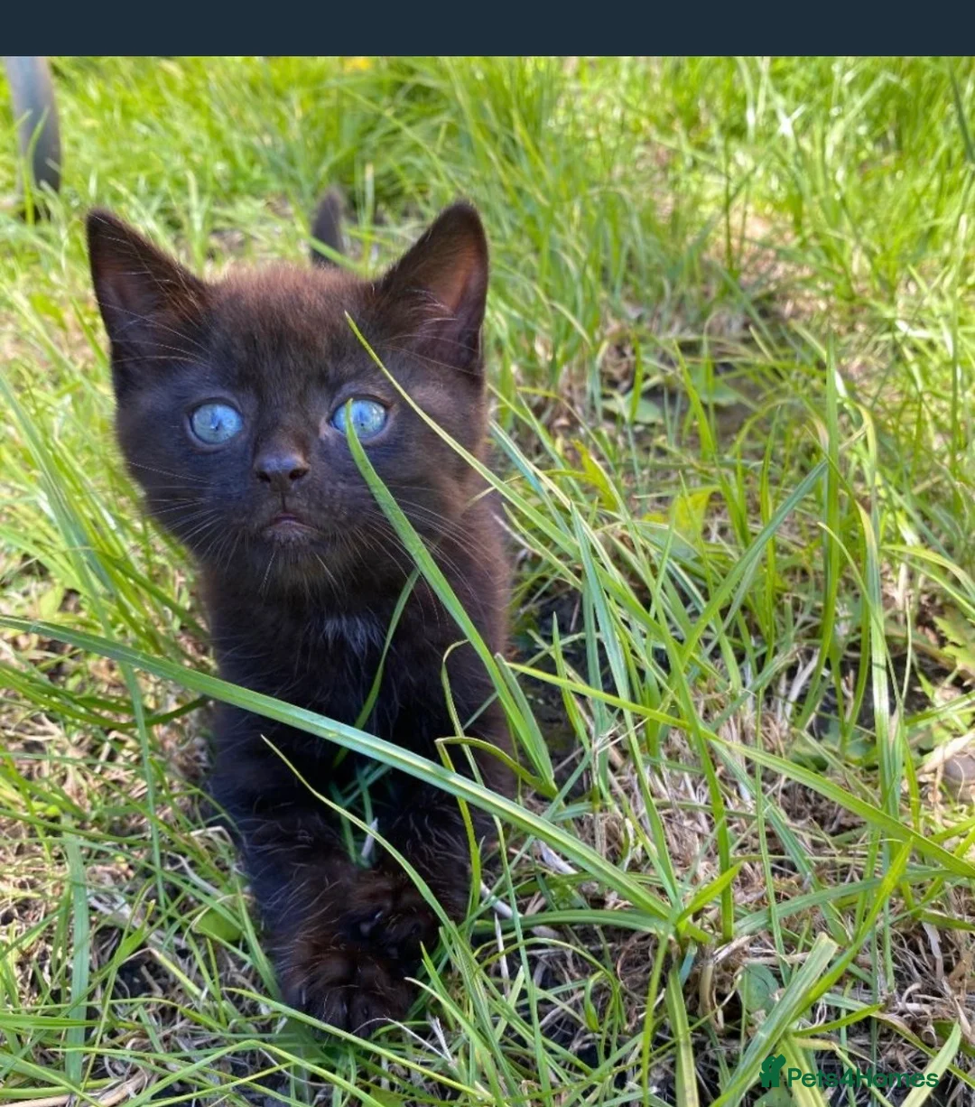 Mixed Breed cats for sale: Beautiful little kittens  - Advert 8