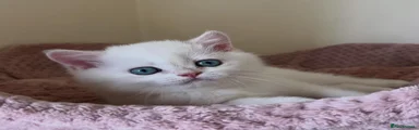 British Shorthair Golden Colourpoint