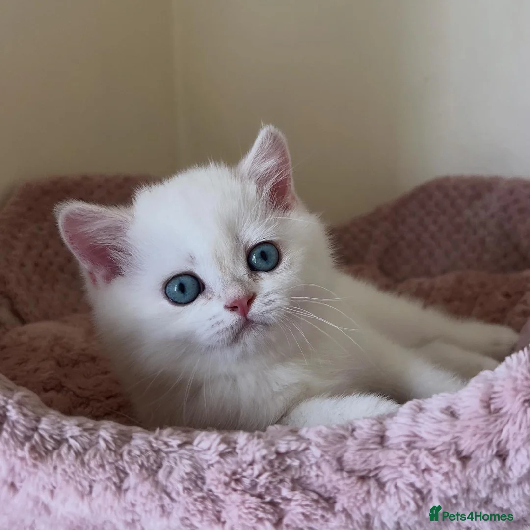 British Shorthair cats for sale: Quality Golden Kittens - Advert 31