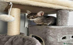 Mixed Breed cats for adoption: Tiresias – Majestic by name and personality - Image 6