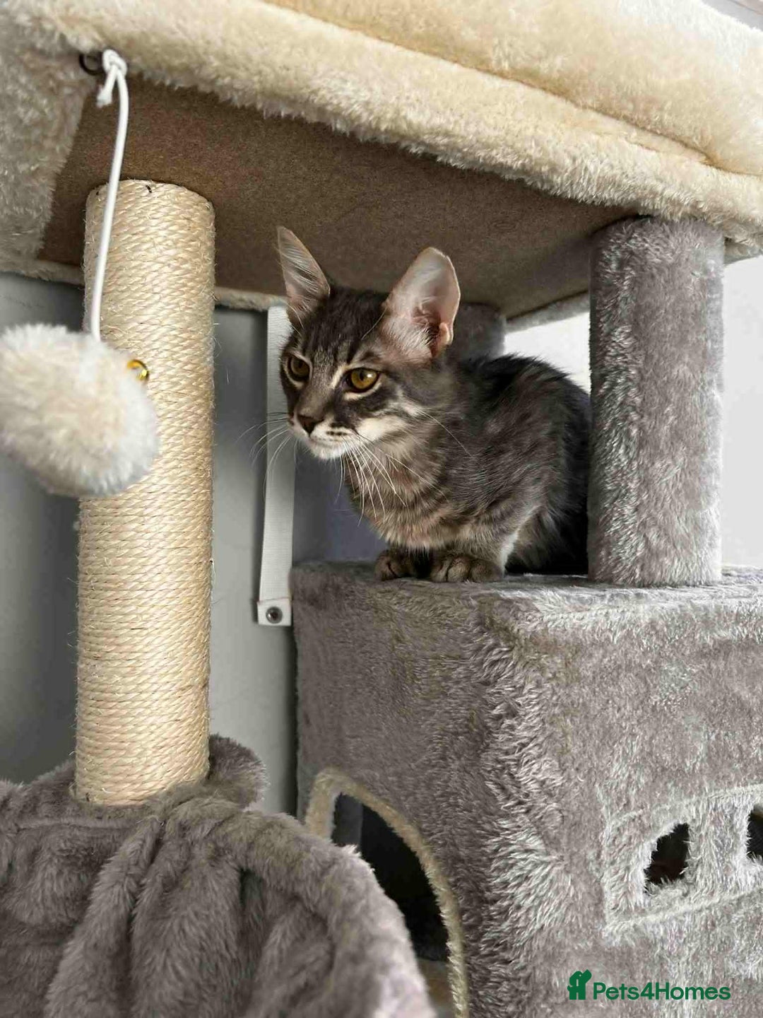 Mixed Breed cats for adoption: Tiresias – Majestic by name and personality - Image 6