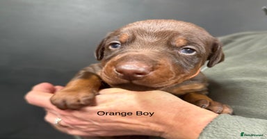 Dobermann dogs - Advert 14