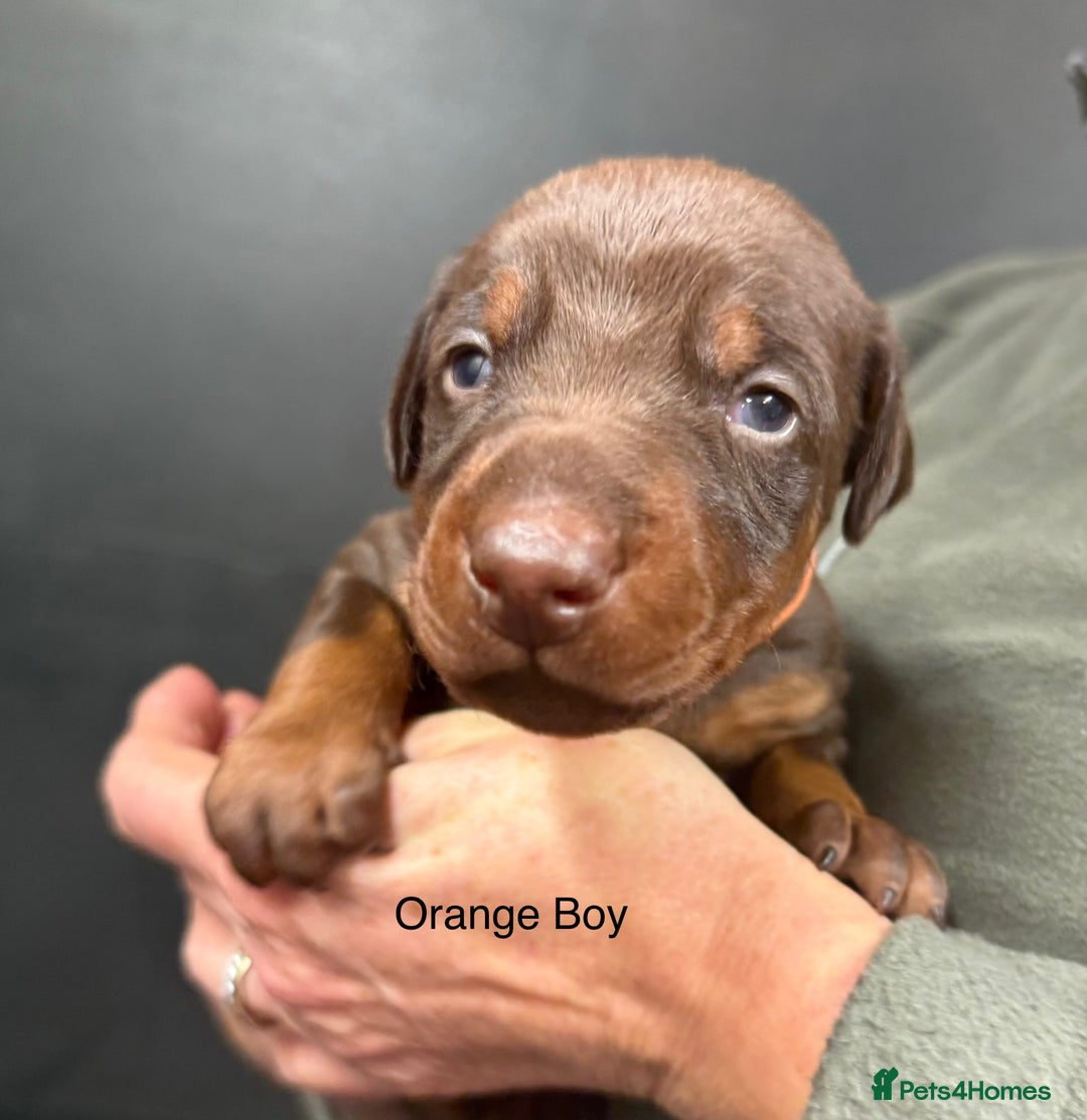 Dobermann dogs for sale: DOBERMAN PUPPIES WITH FANTASTIC PEDIGREE - Image 2