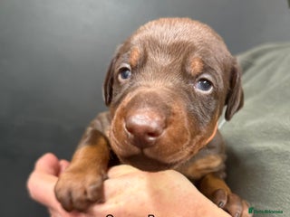 Dobermann dogs DOBERMAN PUPPIES WITH FANTASTIC PEDIGREE - Advert 2