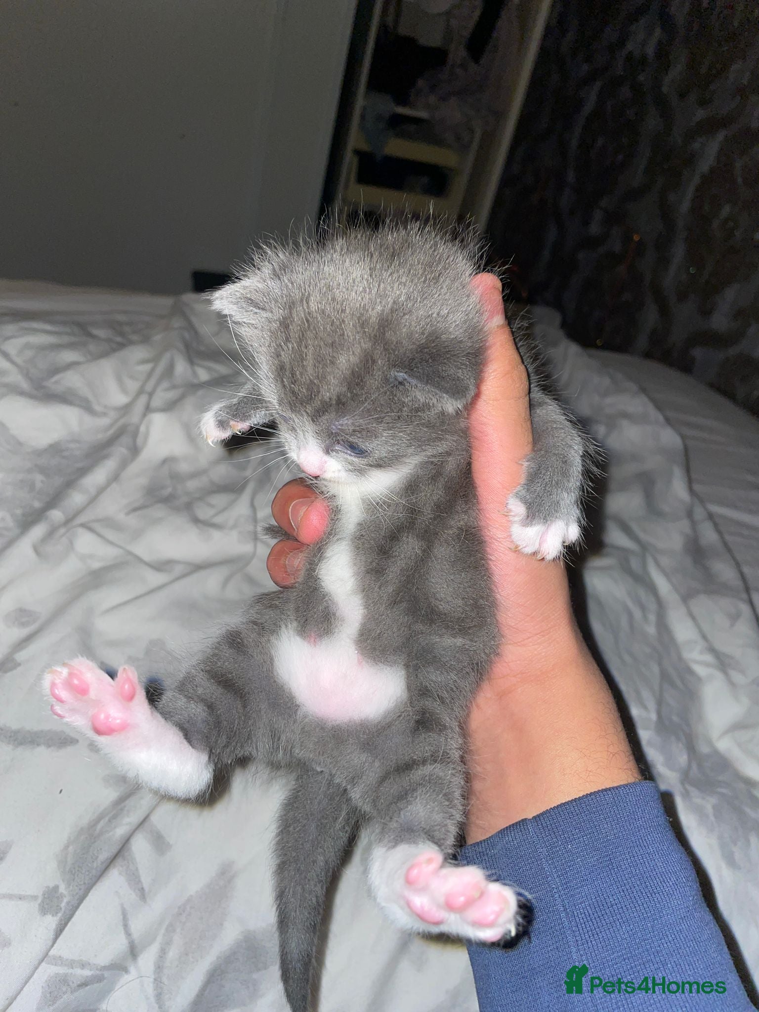 Mixed Breed cats 2 mix breed cats for sale (rare colours) tuxedo  - Advert 6