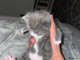 Mixed Breed cats 2 mix breed cats for sale (rare colours) tuxedo - Advert 6