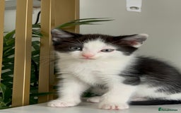 British Shorthair cats for sale: 3: beautiful kitten looking for new home in Slough - Image 3