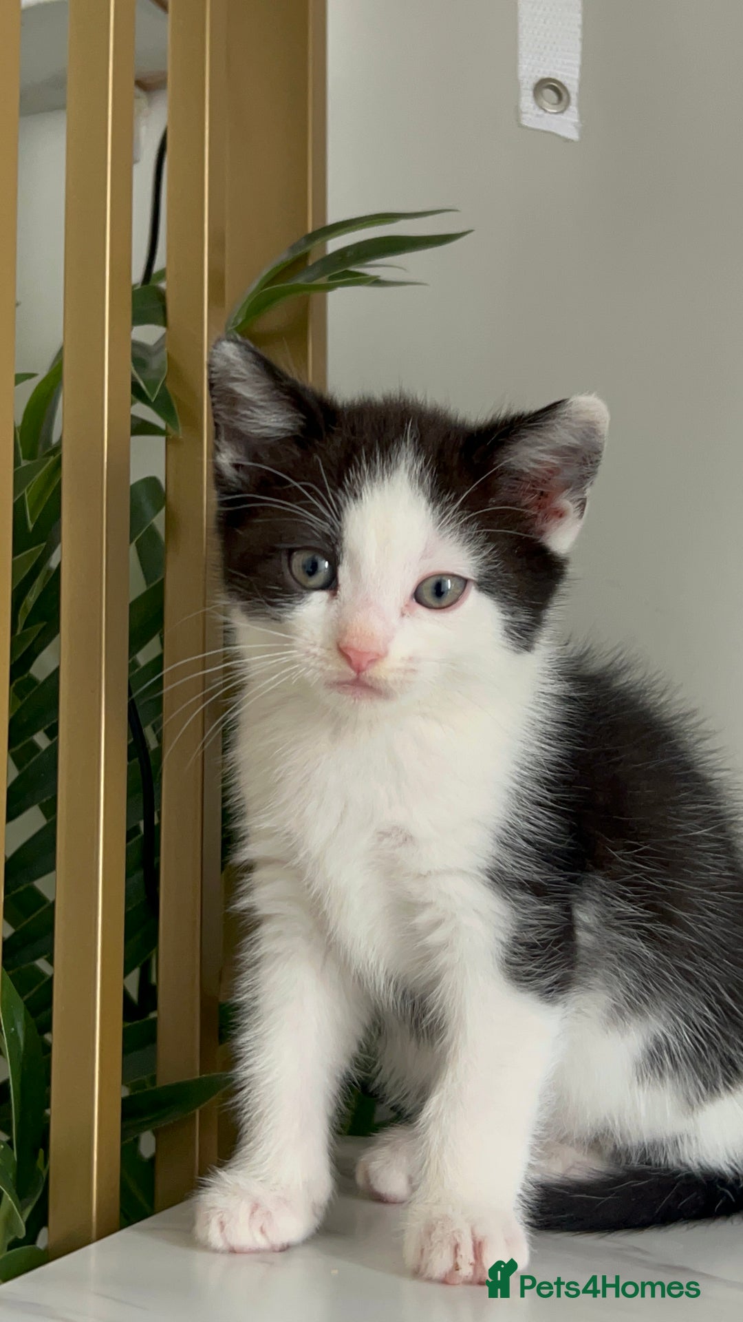 British Shorthair cats for sale: 3: beautiful kitten looking for new home in Slough - Image 3