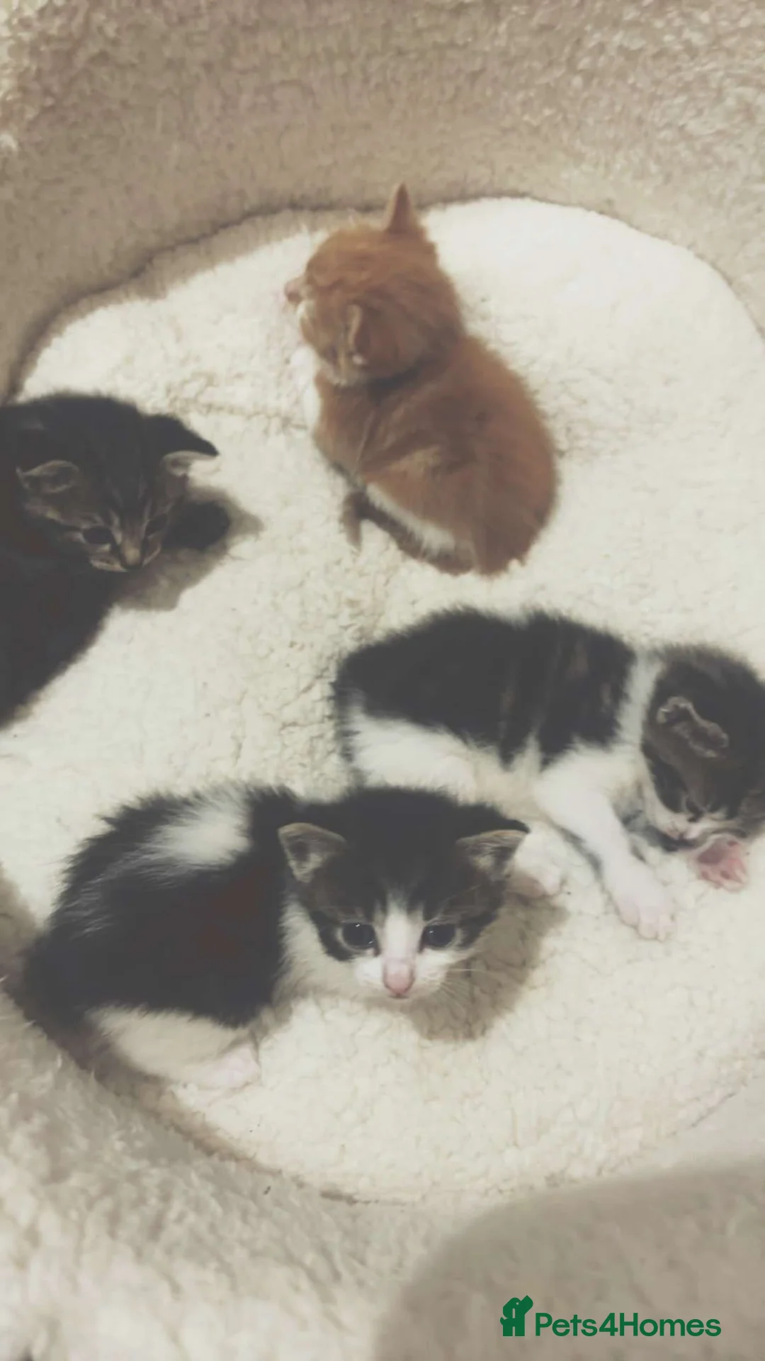 Mixed Breed cats for sale: Unexpected arrivals looking for a forever home - Advert 5