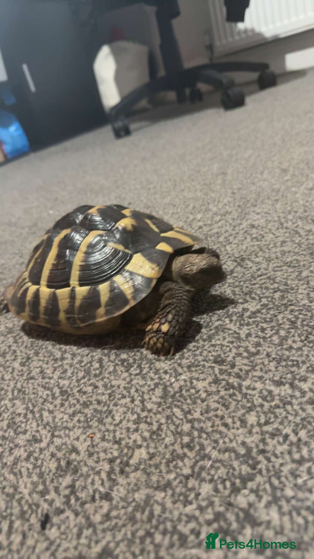 Hermann Tortoise reptiles for sale: Female Hermann tortoise - Advert 7