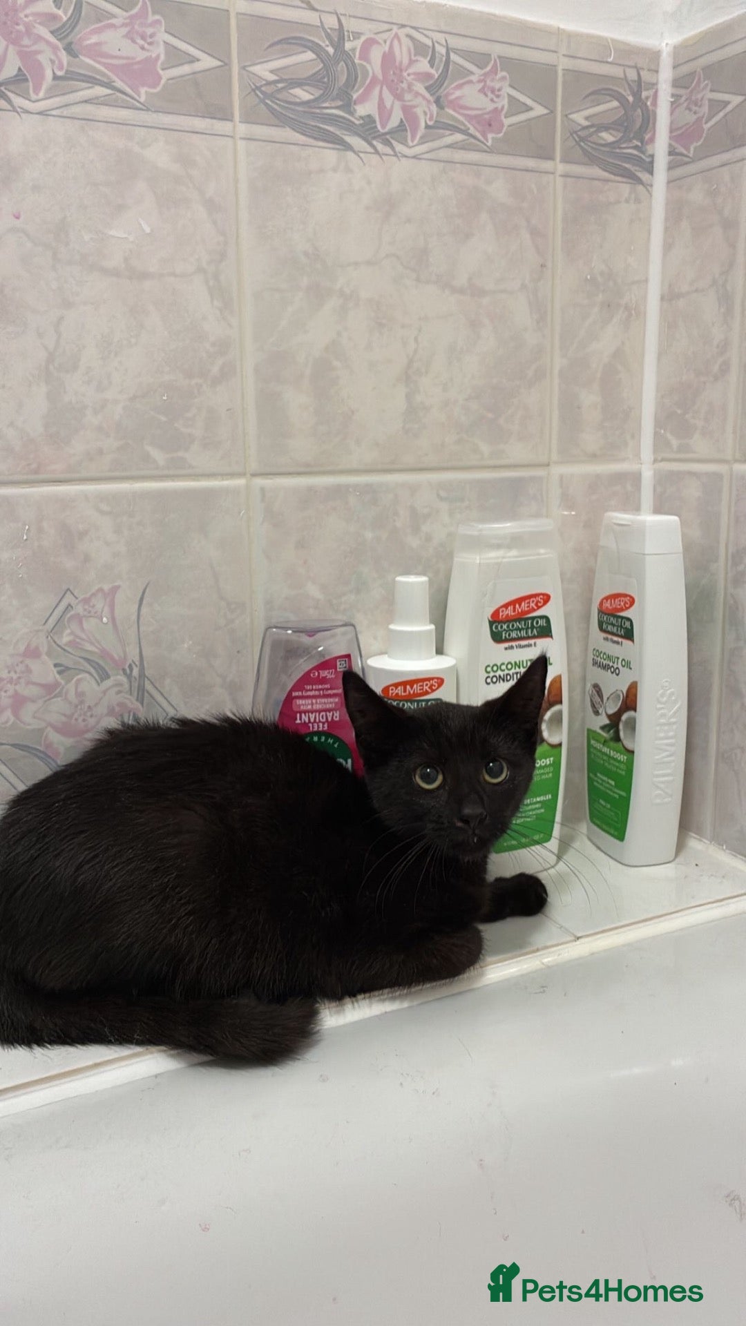Mixed Breed cats Kitten - Advert 6
