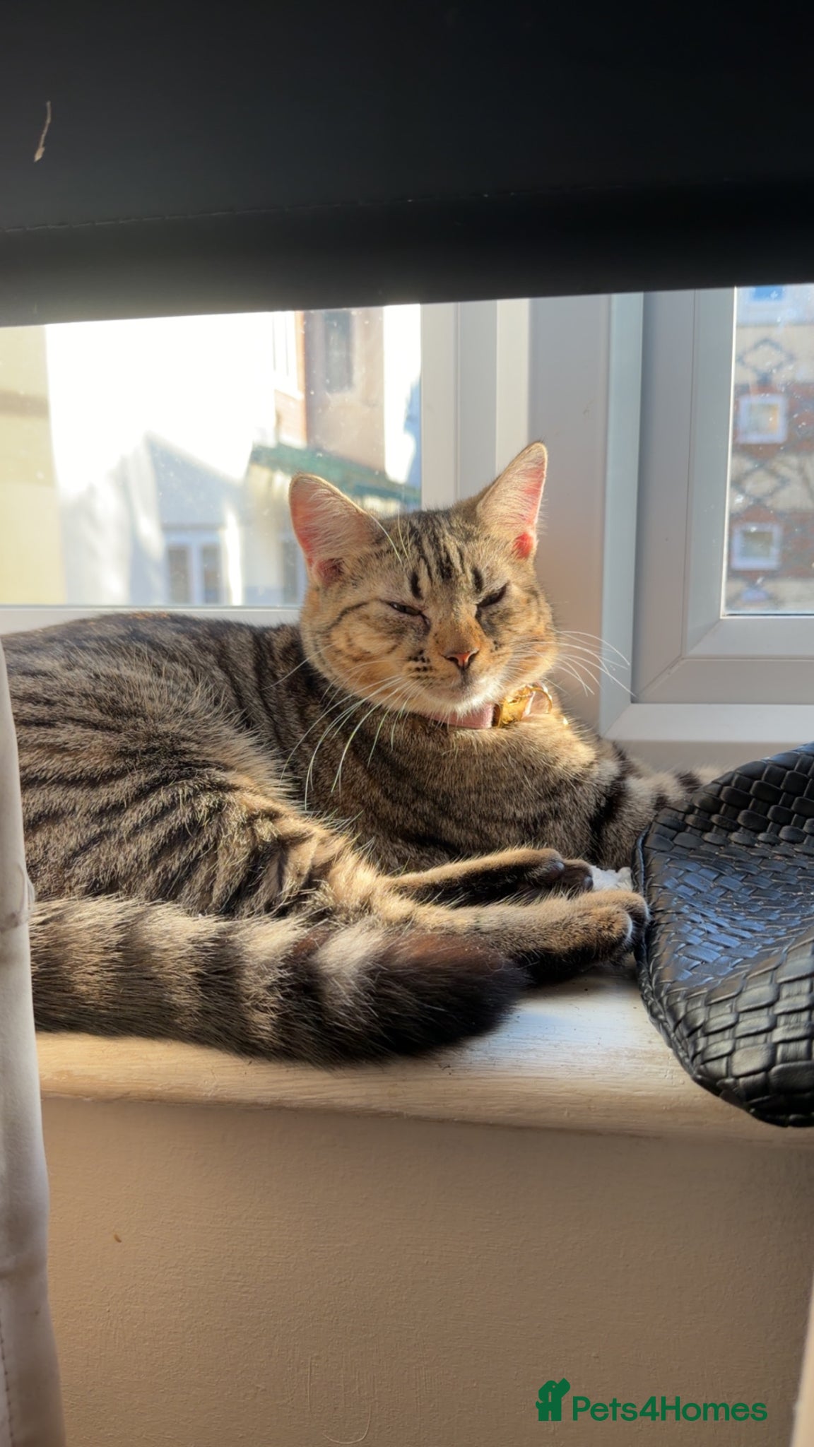 Mixed Breed cats for sale: Hope is around 1 in London - Advert 3