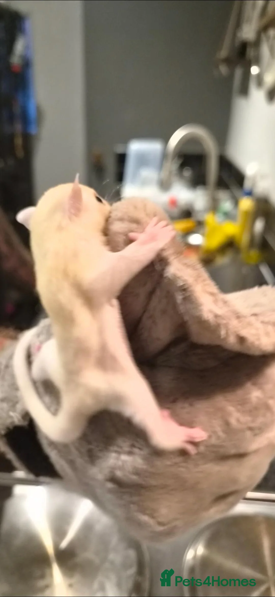 Sugar Glider rodents for sale: Sugar Glider Joeys For Sale  - Advert 8
