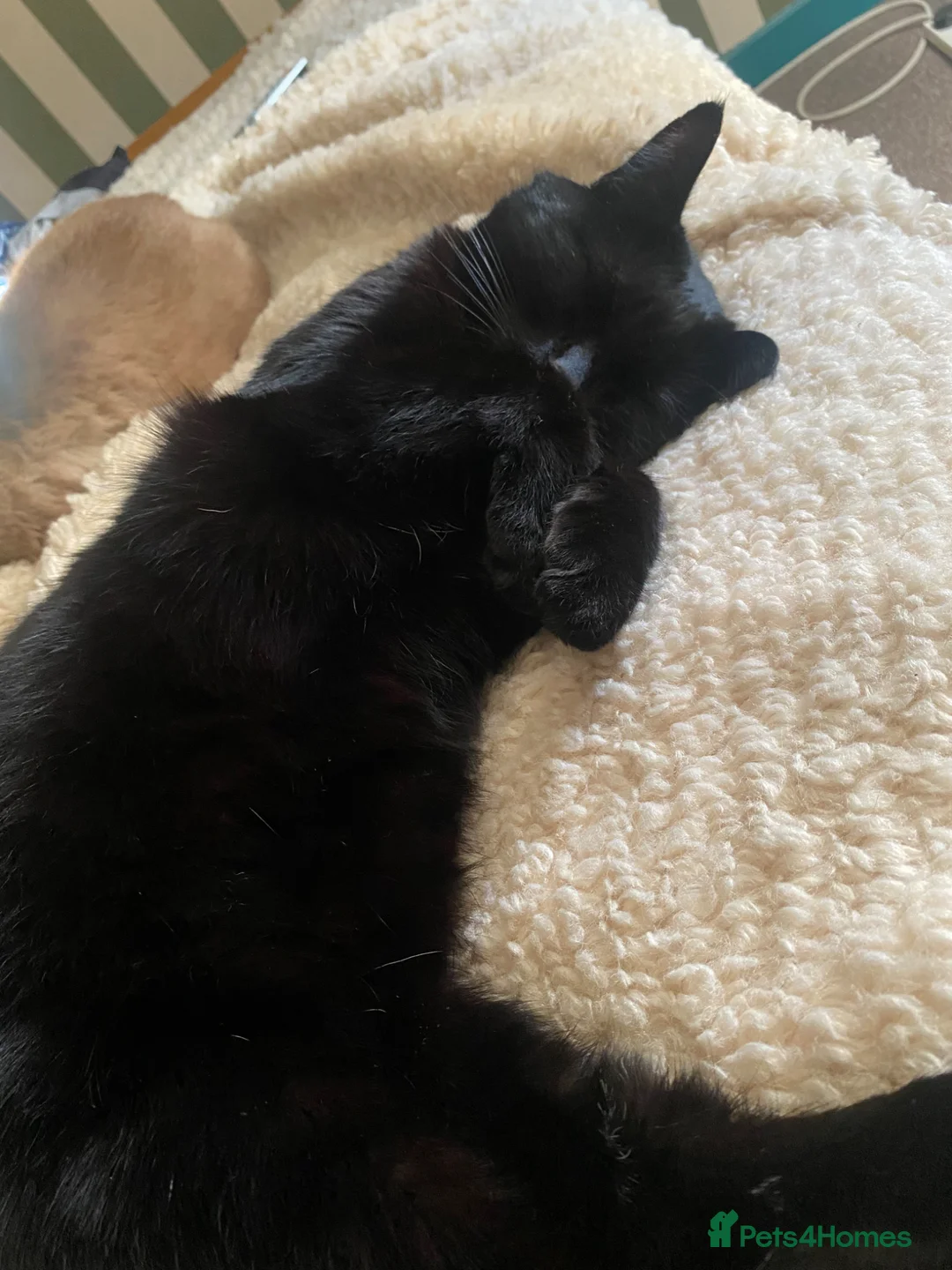 Mixed Breed cats for sale: Bella the black cat  - Advert 1