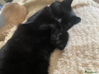 Mixed Breed cats Bella the black cat - Advert 1