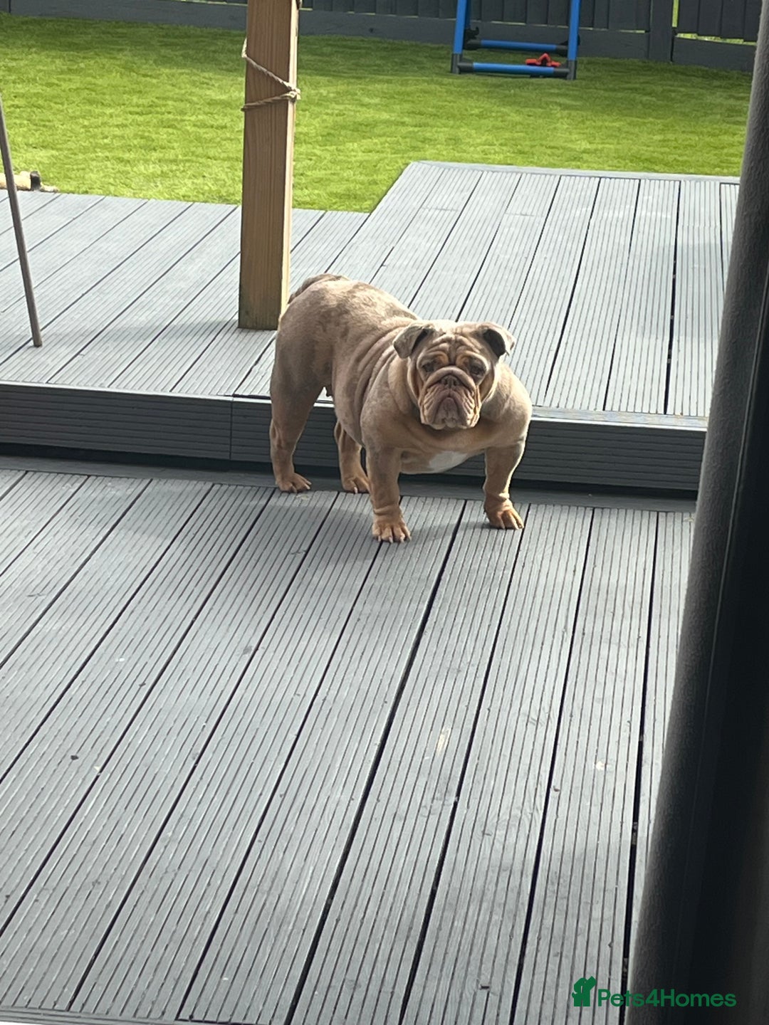 English Bulldog dogs for sale: Outstanding English bulldog  - Advert 3