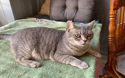 Burmese cats for sale: Burmese x British shorthair kittens  - Image 7
