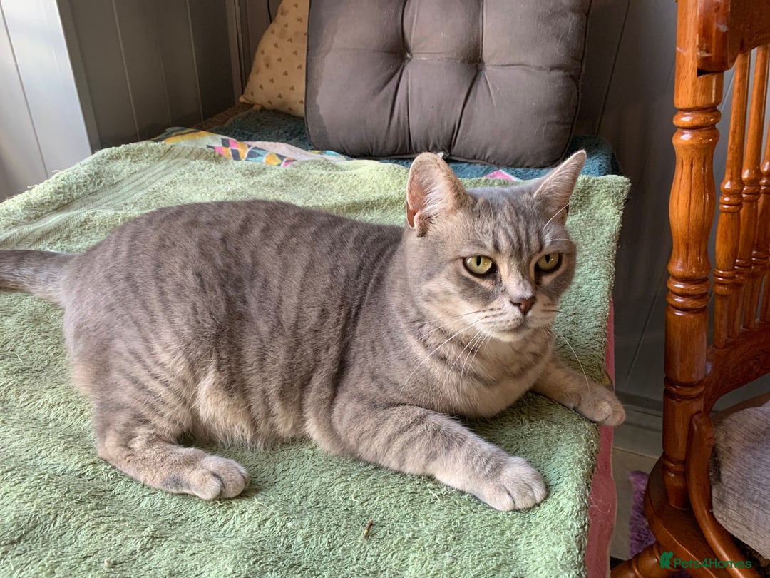 Burmese cats for sale: Burmese x British shorthair kittens  - Image 7