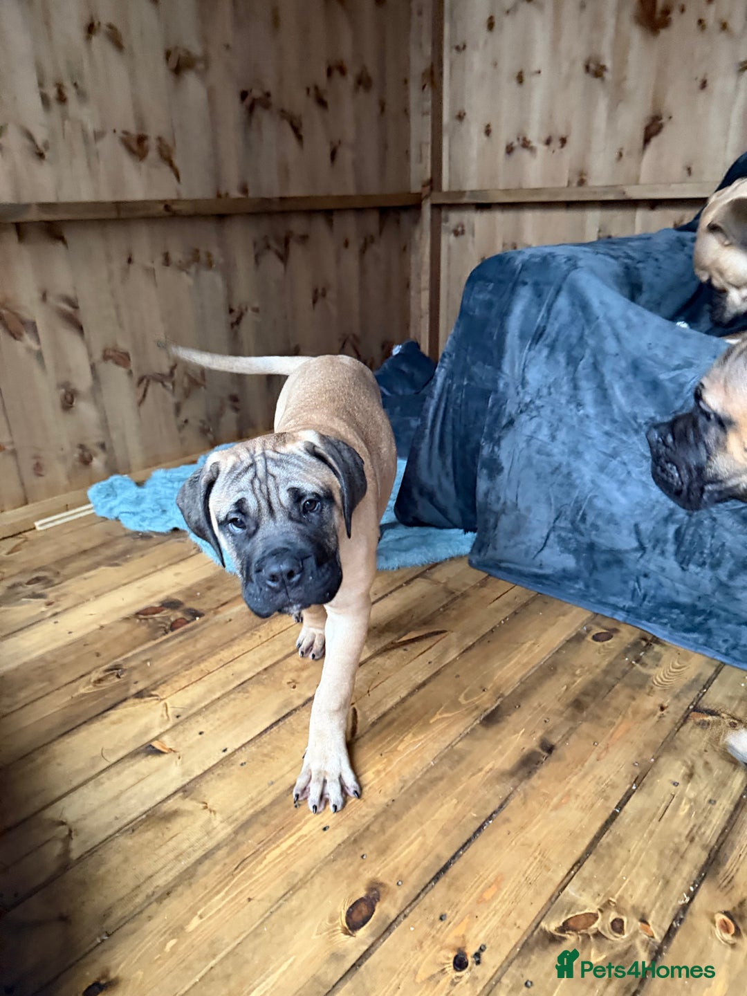 Bullmastiff dogs for sale: Bullmastiff - Advert 8
