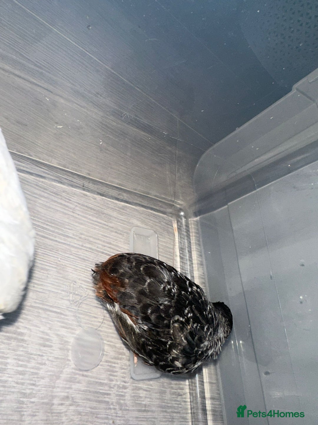 Quail poultry for sale: £5 for all 4 button quails - Advert 3