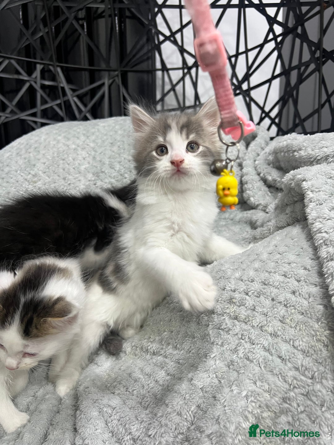 British Longhair cats for sale: Gorgeous fluffy kittens looking for forever home - Image 5